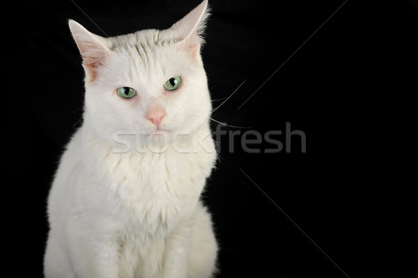 Branco gato doméstico bonitinho isolado olhos natureza Foto stock © taden
