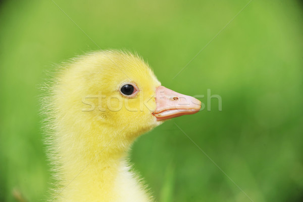 Cute mullido Chick 7 días edad Foto stock © taden