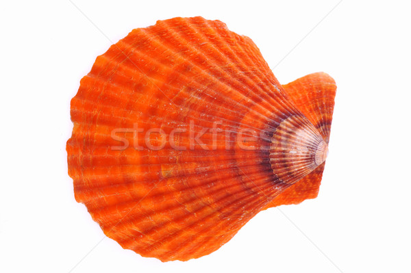  sea cockleshell Stock photo © taden