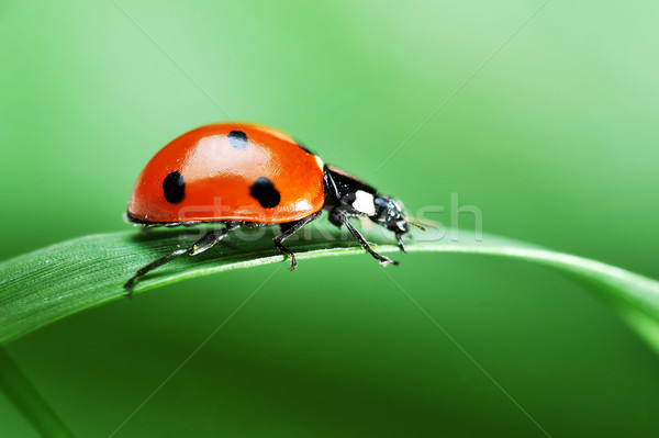 Ladybug трава красный Коровка семь черный Сток-фото © taden