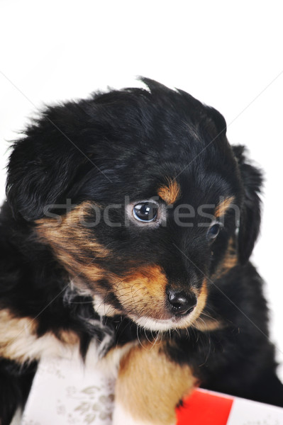 puppy and gift box Stock photo © taden