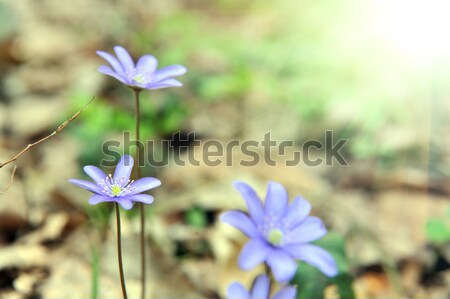 Primavera forestales claro hoja belleza Foto stock © taden