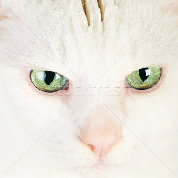 Blanco gato doméstico cute aislado ojos naturaleza Foto stock © taden