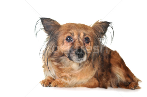 Perro marrón pelo animales estudio hermosa Foto stock © taden