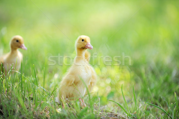 Twee pluizig kuikens groen gras gras kind Stockfoto © taden