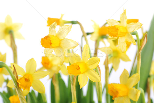 Foto stock: Amarelo · narcisos · folhas · monte · flores · primavera