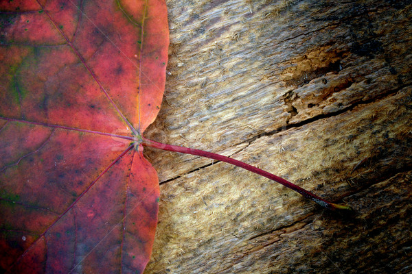 Feuille érable automne coloré bois texture [[stock_photo]] © taden