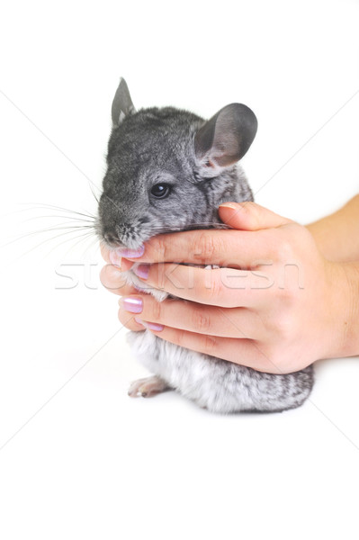 Grijs mooie chinchilla witte speelgoed dieren Stockfoto © taden