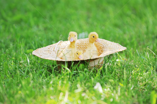 商业照片: 小    绿草    户外    春天    草    孩子 / small