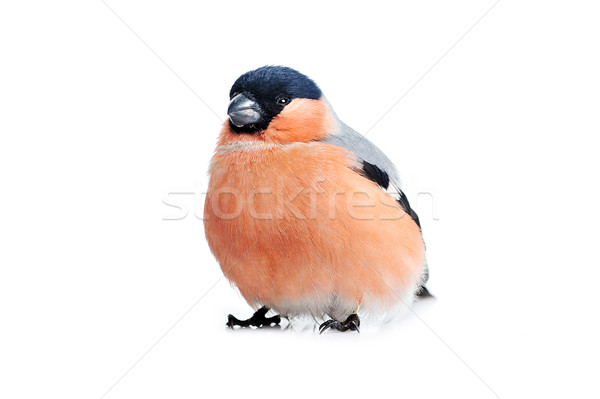 Stock photo: eurasian bullfinch