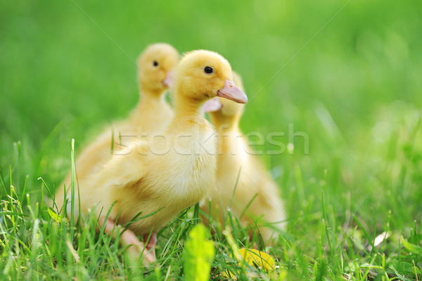 Stockfoto: Drie · pluizig · kuikens · groen · gras · gras · kind