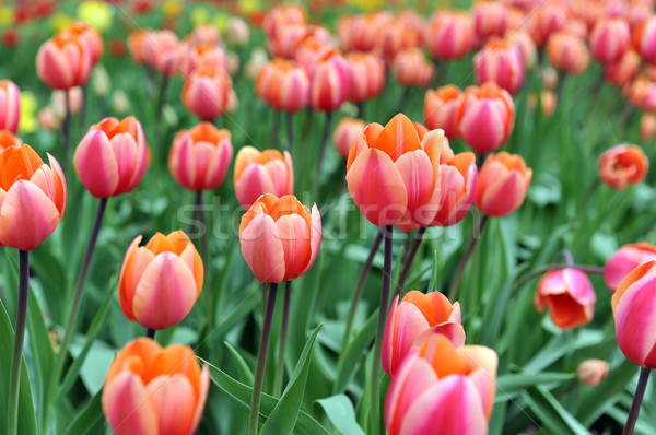 Zdjęcia stock: Czerwony · tulipany · ilość · typowy · krajobraz