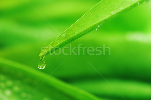  stalks with leaves Stock photo © taden