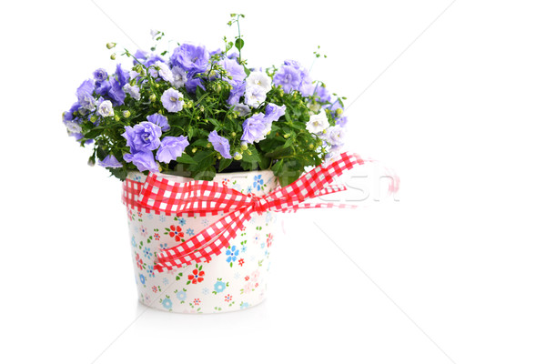 campanula flowers Stock photo © taden