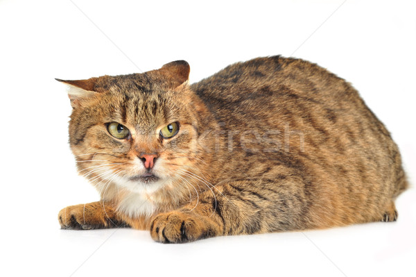 Pisica domestica drăguţ izolat pisică păr portret Imagine de stoc © taden