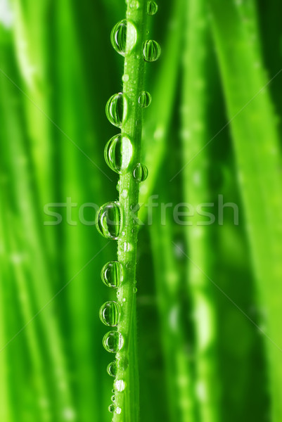 草    绿草    水滴            水 / fresh green grass with watr