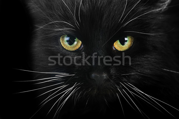 Gato preto retrato cabelo animais preto Foto stock © taden