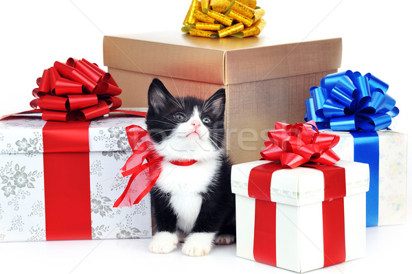 small cute kitten with gift box  Stock photo © taden