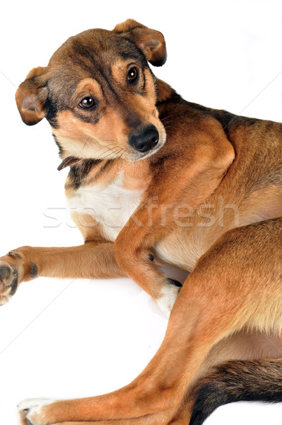 Barna kutya aranyos haj állatok stúdió gyönyörű Stock fotó © taden