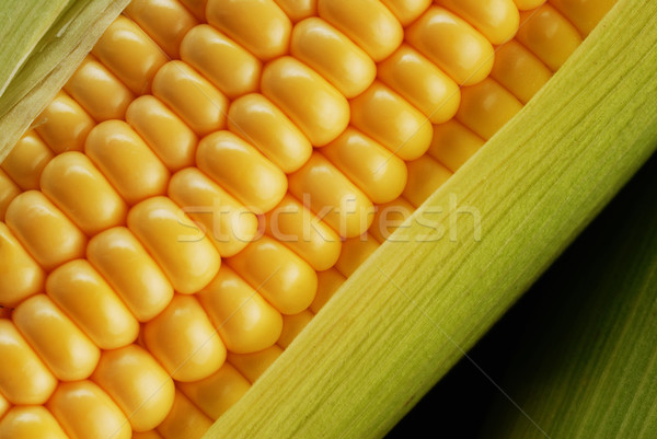 corn cob Stock photo © taden