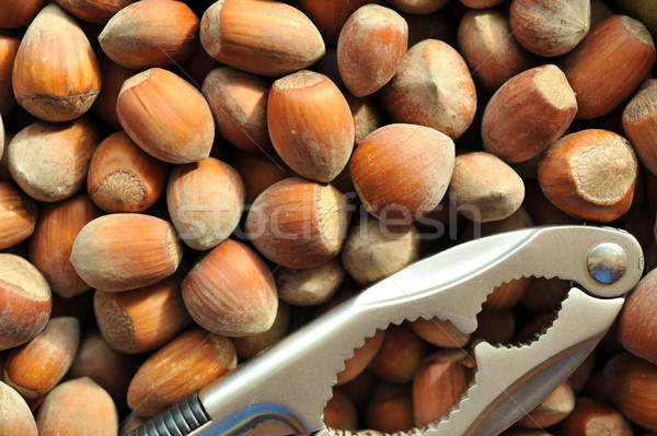 Tannenhäher Haselnüsse Heap Obst Gruppe Stock foto © taden