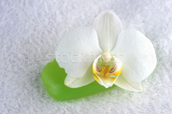 Foto stock: Verde · sabão · orquídea · flor · menina