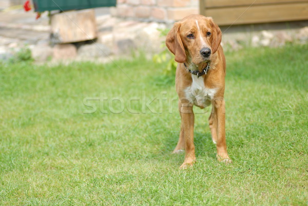 Nagy kutya zöld fű nők tájkép levél Stock fotó © taden