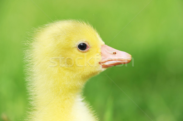 Cute puszysty chick 7 dni starych Zdjęcia stock © taden