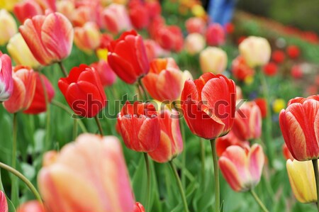 Rot Tulpen groß Betrag charakteristisch Landschaft Stock foto © taden