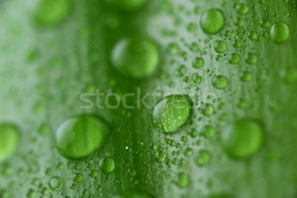 Jasne zielony liść kropla wody wody roślin Zdjęcia stock © taden