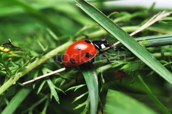 Ladybug трава красный Коровка семь черный Сток-фото © taden