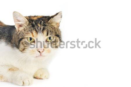 Zdjęcia stock: Kot · cute · odizolowany · włosy · portret · zwierząt