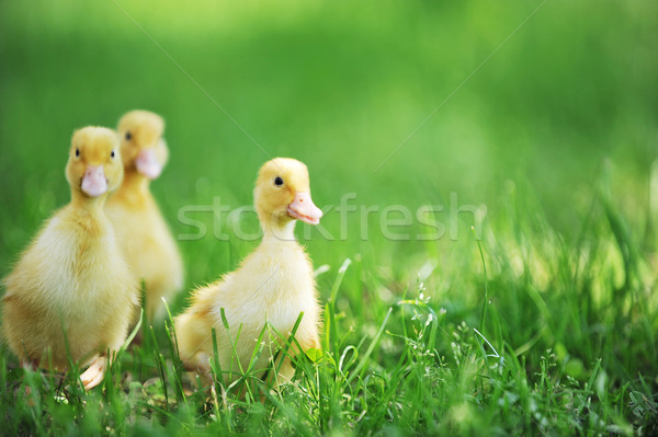 Três fofo garotas grama verde grama criança Foto stock © taden