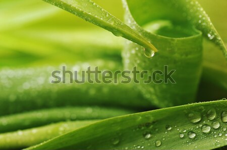 Zielony liść szary kamień zielone kropla wody Zdjęcia stock © taden