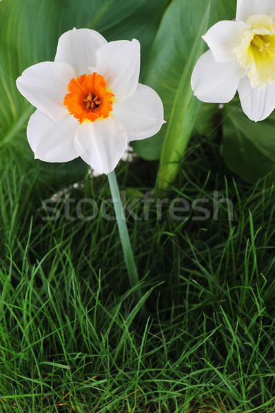Blossoming narcissuses Stock photo © taden