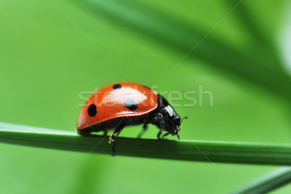 Ladybug on grass Stock photo © taden