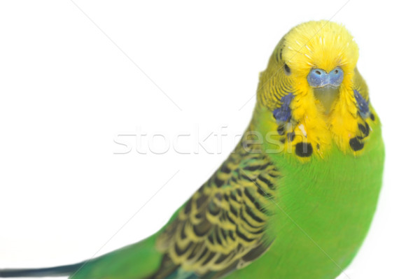 Portrait plumes animaux tête tropicales [[stock_photo]] © taden