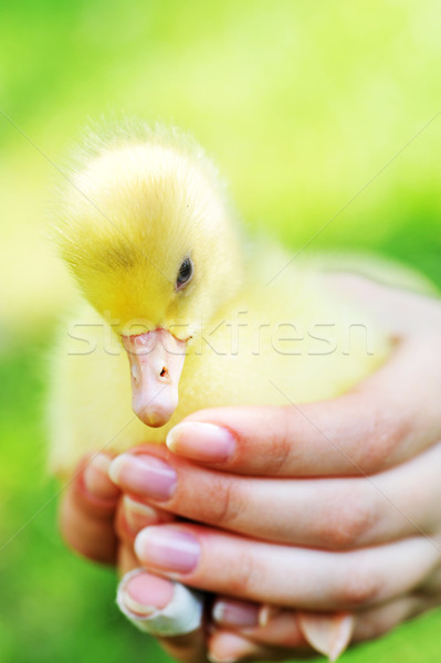  little chick Stock photo © taden