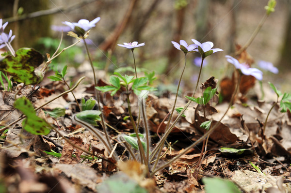 Primavera forestales claro hoja belleza Foto stock © taden