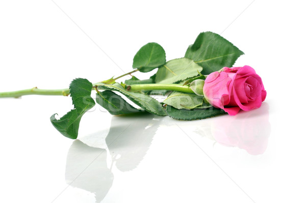 Rózsaszín rózsa gyönyörű izolált közelkép virágok esküvő Stock fotó © taden