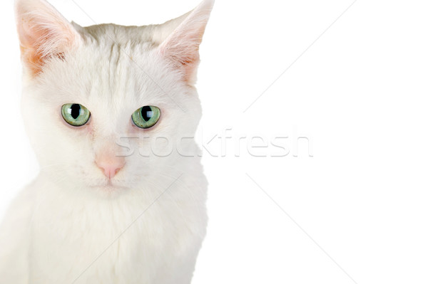 Blanco gato doméstico cute aislado ojos naturaleza Foto stock © taden