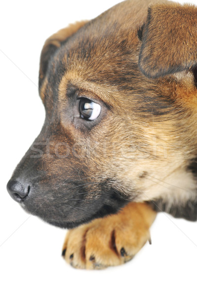 Perro marrón pelo animales estudio hermosa mascotas Foto stock © taden