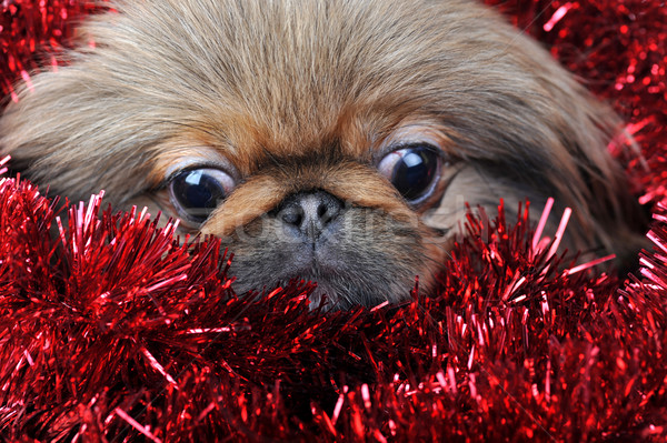 Marrom cachorro grinalda divertido vermelho isolado Foto stock © taden