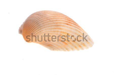 sea cockleshell lies on white  Stock photo © taden