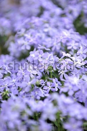 purple  phlox subulata Stock photo © taden