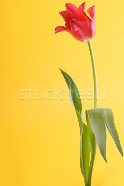 Red tulip close up Stock photo © taden