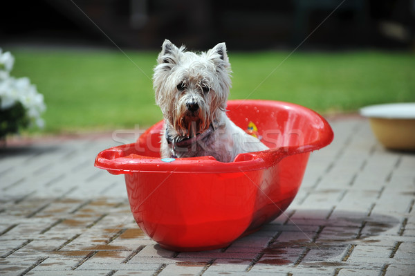 Cane vasca da bagno umido baby processo Foto d'archivio © taden