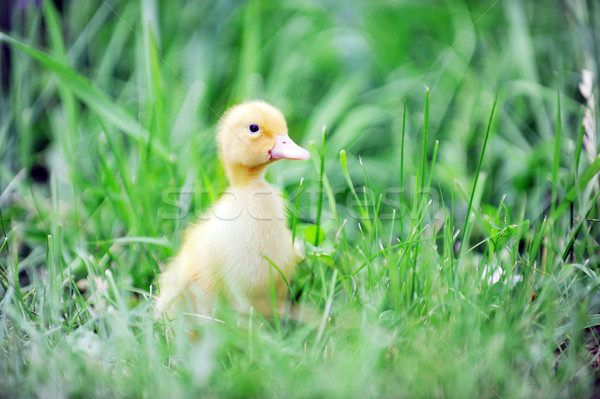 Patito hierba verde edad hierba nino Foto stock © taden