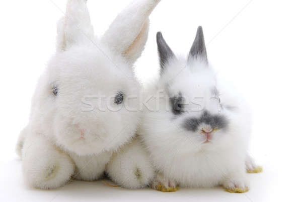 small rabbit and toys Stock photo © taden