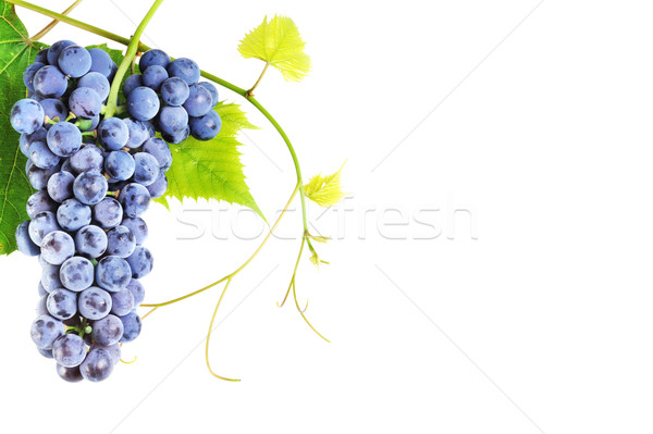 Gyülekezet friss szőlő levelek izolált természet Stock fotó © taden